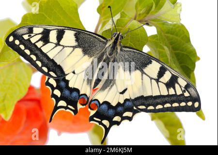 Heller großer Schmetterlingsschwanzschwalbenschwanz Stockfoto