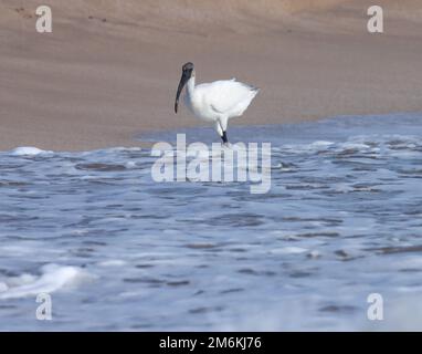 Schwarzkopf-Ibis-Futtersuche am Strand. Wasservogel. Stockfoto