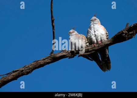 Ein Paar australische Kammtauben (Ocyphaps lophotes) Stockfoto