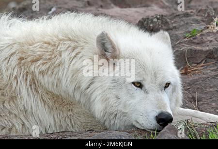 Arktis-Wolf-Nahaufnahme Stockfoto