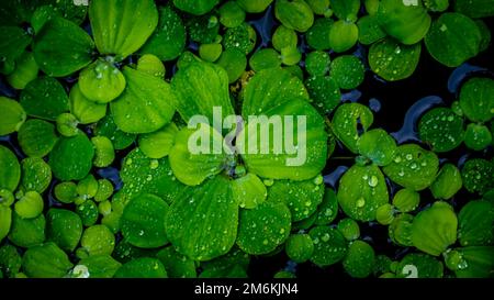 Pistia Stratiotes, die auf dem Wasser schwimmen Stockfoto