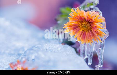 Gelbe Chrysanthemblume mit Frost und Eis. Die ersten Herbstfroste Stockfoto