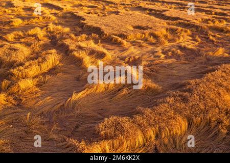 Reife Weizenohren werden durch starke Gewitter gebrochen. Der Einfluss ungünstiger Witterungsbedingungen auf die Ernte landwirtschaftlicher Kulturpflanzen. Drohne vi Stockfoto