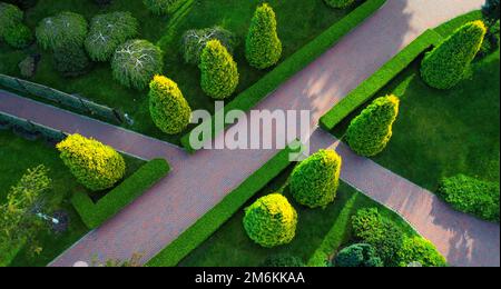 Thuja, dekorativer Schnitt in Form von Kugeln. Immergrüne Pflanze für Landschaftsgestaltung. Stockfoto