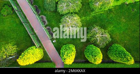 Thuja, dekorativer Schnitt in Form von Kugeln. Immergrüne Pflanze für Landschaftsgestaltung. Stockfoto