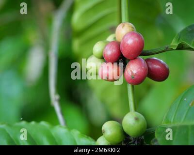 Roh mit reifen roten und grünen Kaffeekirschbohnen auf einer Baumplantage in Thailand Stockfoto