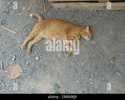 Orangefarbene Tabby Katze ruht und schläft auf grauer Erde, das Verhalten von Haustieren Stockfoto