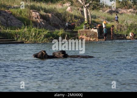 Zwei Büffel im Wasser oder See, Baden indischer Büffel im See oder Teich oder Fluss, zwei schwarze Büffel im Teich baden im Sommer wegen der heißen Temperaturen Stockfoto