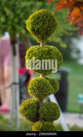 Thuja, dekorativer Schnitt in Form von Kugeln. Immergrüne Pflanze für Landschaftsgestaltung. Stockfoto