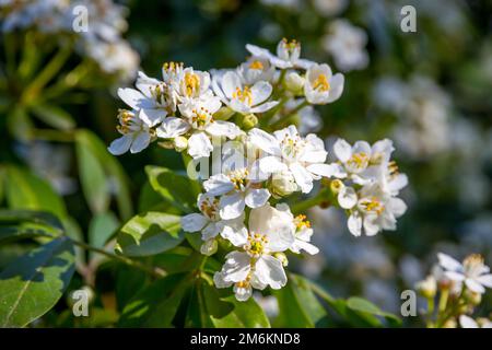 Mexikanische Orangenblüte im Frühling Stockfoto