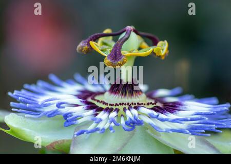 Passiflora. Die blaue oder blaue Kronenpassionblume. Selektiver Fokus auf die Teile der Blüte Eierstock, Stigma, Stil und Anther. Stockfoto