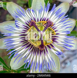 Passiflora. Die blaue oder blaue Kronenpassionblume. Selektiver Fokus auf die Teile der Blüte Eierstock, Stigma, Stil und Anther. Stockfoto