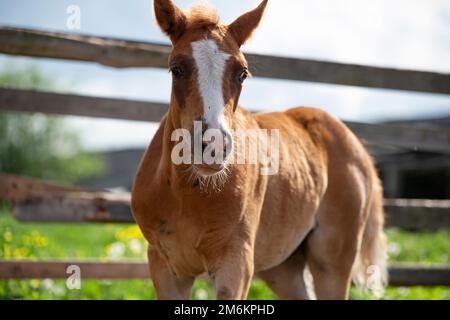 Porträt des Fohlen einer sportlichen Rasse beim Gehen in der Koppel. Schließen. Stockfoto