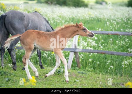 Ein lautes Kastanienfohlen in der Koppel. bewölkter Tag Stockfoto