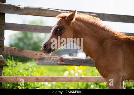 Porträt des Kastanienfohlen einer sportlichen Rasse beim Gehen in der Koppel. Schließen. Stockfoto