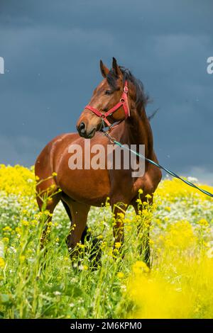 Porträt eines Buchpferdes, das in einem wunderschönen, gelben Blumenfeld grast. Sonniger Tag Stockfoto