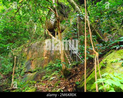 Regenwald Dschungel Phu Quoc Nationalpark, Vietnam, Südostasien #Asien #Vietnam #Südostasien #Langsamfahrt #Loveasia Stockfoto