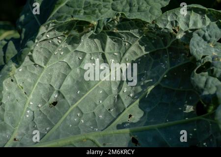 Der Kohlweißling (Aleyrodes Proletella)-Schädling. Erwachsene mit Eiern auf dem Kohlblatt. Stockfoto