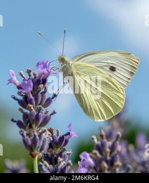 Der große weiße (Pieris brassicae) oder Kohlschmetterling, der auf der blühenden Lavendelblume sitzt. Stockfoto