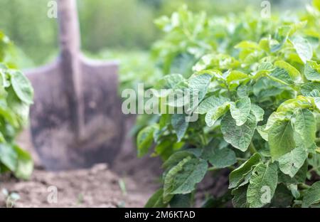 Schaufel auf dem Hintergrund von Kartoffelsträuchern. Eine junge Kartoffelknolle auf einem Bauernhof auszugraben. Kartoffeln mit einem Sch graben Stockfoto