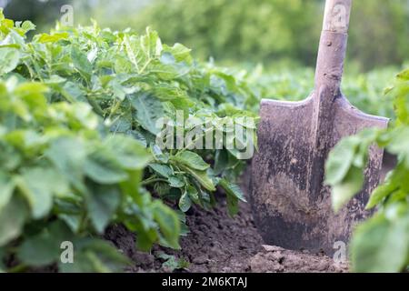 Schaufel auf dem Hintergrund von Kartoffelsträuchern. Eine junge Kartoffelknolle auf einem Bauernhof auszugraben. Kartoffeln mit einem Sch graben Stockfoto