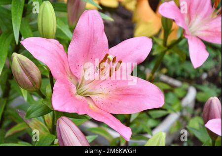 Blume Lily asiatische Hybridsorten Demeter hellrosa nach Regen im Sommergarten Stockfoto