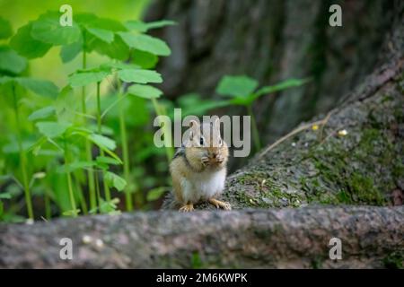 Der junge östliche Streifenhörnchen (Tamias striatus)