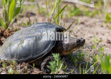 Die gewöhnliche Schnappschildkröte (Chelydra serpentina) Stockfoto