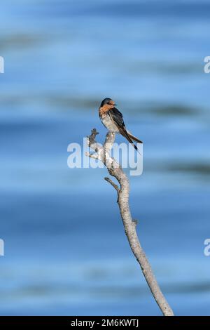 Ein australischer Erwachsener Welcome Swallow - Hirundo Neoxena - Vogel hoch oben auf einem Ast über einem Gezeitenfluss im frühen Morgenlicht Stockfoto