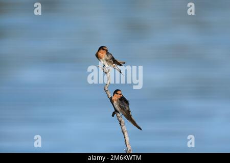 Zwei australische Welcome Swallow - Hirundo Neoxena - Vögel, die im frühen Morgenlicht vertikal auf einem Ast über einem Gezeitenfluss stehen Stockfoto