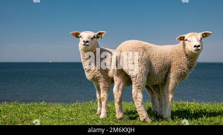 Lämmer und Schafe auf dem niederländischen Deich am See IJsselmeer,Frühlingsansichten , Niederlande Schafe auf einer Wiese auf grünem Gras Stockfoto