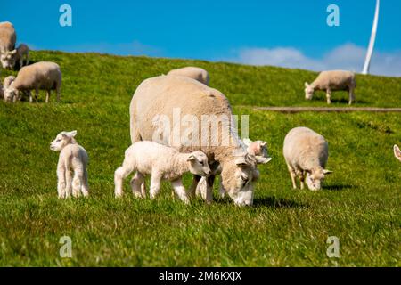 Lämmer und Schafe auf dem niederländischen Deich am See IJsselmeer,Frühlingsansichten , Niederlande Schafe auf einer Wiese auf grünem Gras Stockfoto