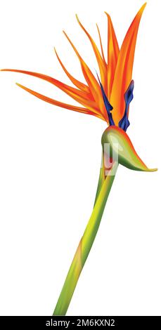 Strelitzia reginae, Paradiesvogel oder Kranblume realistische Vektordarstellung. Exotische Pflanze mit orangefarbenen und violetten Blütenblättern isoliert auf weißem Hintergrund, Designelement Stock Vektor