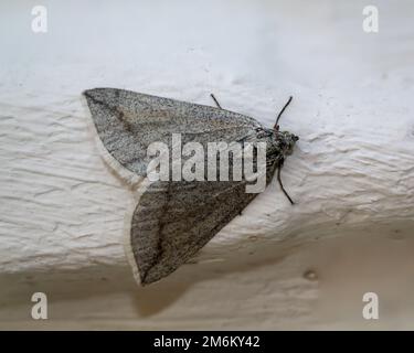 Ein Spanner, ein Schmetterling sitzt an einer weißen Wand. Stockfoto