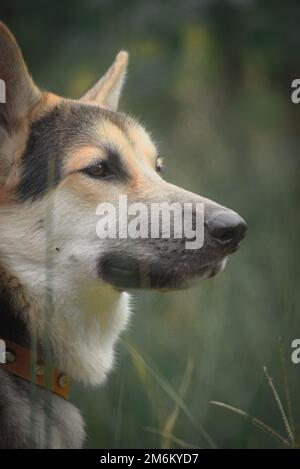 Ich ging mit meinem Hund raus. Auf der Wiese. Stockfoto