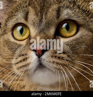 Porträt einer erwachsenen grauen schottischen geraden Katze auf schwarzem Hintergrund Stockfoto