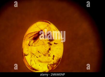 Insekten aus längst vergessener Zeit sind in Bernstein eingeschlossen Stockfoto