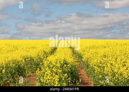 Traktor reitet im Frühling durch die Raps-Felder auf dem Land Stockfoto