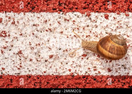 Die Schnecke auf der Sportstrecke bewegt sich entlang der weißen Linie Stockfoto