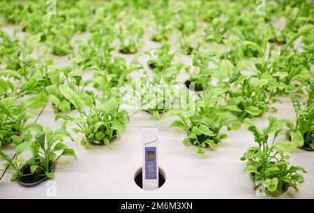 Nahaufnahme von Wasserleitfähigkeitsmessgeräten und Pflanzensämlingen in Zellen von Holzregalen im Gewächshaus. Digitaler Hydrotester und grüne Blattpflanzen in Behältern. Stockfoto