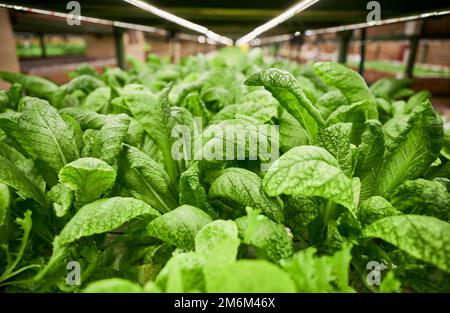 Blattgrün im landwirtschaftlichen hydroponischen Gewächshaus. Große Senfblätter von grüner Blattpflanze, die im Gewächshaus oder im Gartenzentrum angebaut werden. Stockfoto