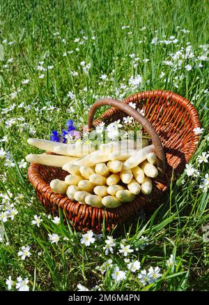 Frischer roher, weißer Spargel mit Kräutern und Blumen, serviert als Nahaufnahme in einem Korb im Freien auf einer grünen Wiese bei Sonnenlicht Stockfoto