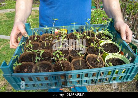 Die Hände eines jungen männlichen Landwirts halten ein Tablett mit Setzlingen von Gemüsepflanzen, die zum Anpflanzen in einem Gewächshaus oder vegetab vorbereitet sind Stockfoto