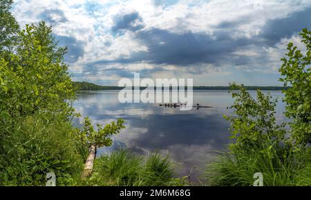 Wilde Enten sitzen friedlich auf einem Baumstamm im See Wsevolozhsk. Region Leningrad. Stockfoto