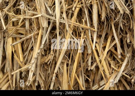 Nahaufnahme von beschädigtem und trockenem Heu Stockfoto