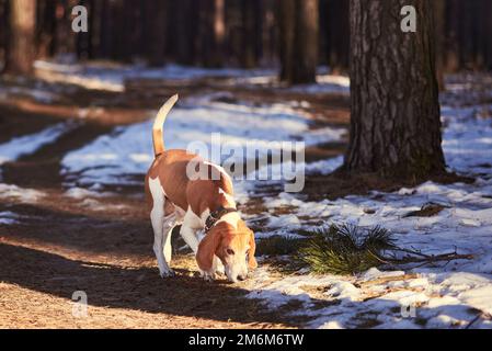 Ein Beagle geht im Wald spazieren. Stockfoto