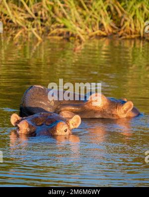 Hippo in St. Lucia, Südafrika, Hippos am Lake St. Lucia Südafrika Stockfoto