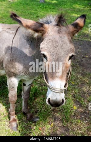 Esel auf einer Lichtung Stockfoto