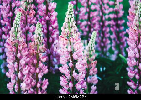 Großblättrige, violett-rosa Lupinen-Blüten, Lupinus polyphyllus blühen im Sommer Stockfoto