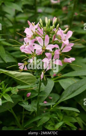 Tarenaya hassleriana Stockfoto
